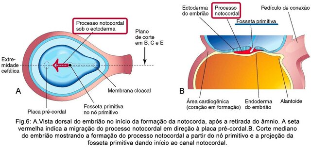 Processo notocordal e notocorda