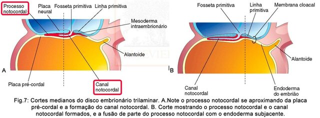 Processo notocordal e notocorda II