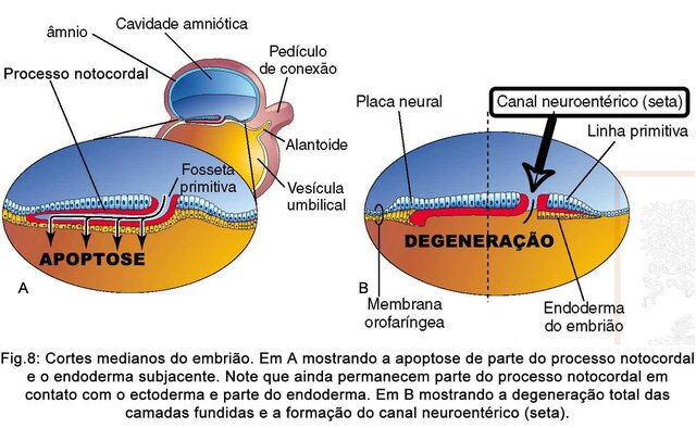 Processo notocordal e notocorda III