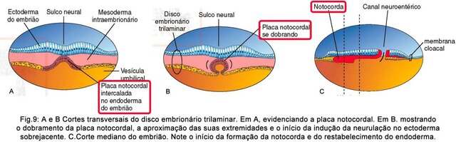Processo notocordal e notocorda IV