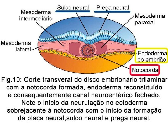Processo notocordal e notocordal V