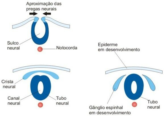 Neurulação: Formação do tubo neural