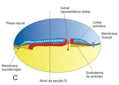Neurulação: Formação do tubo neural II