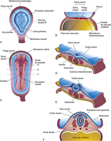 Neurulação: formação do tubo neural III