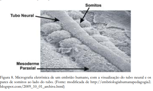 Desenvolvimento dos somitos