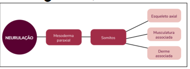 Desenvolvimento dos somitos II