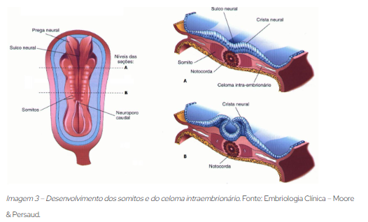 Desenvolvimento do celoma intraembrionário