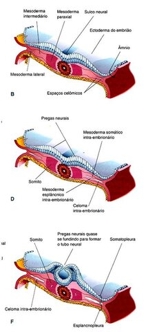 Desenvolvimento do celoma intraembrionário II