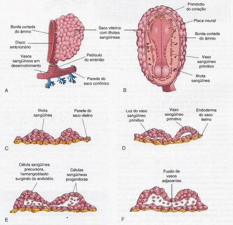 Desenvolvimento inicial do sistema cardiovascular