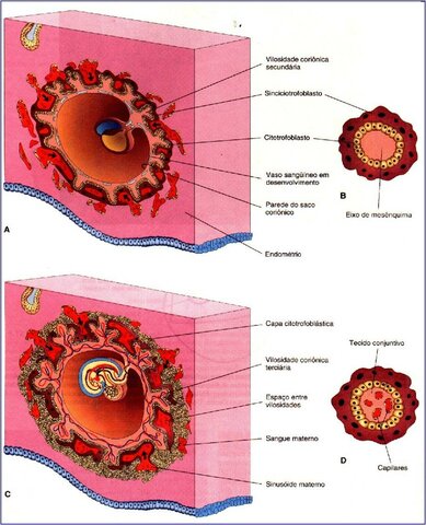 Desenvolvimento das vilosidades coriônicas