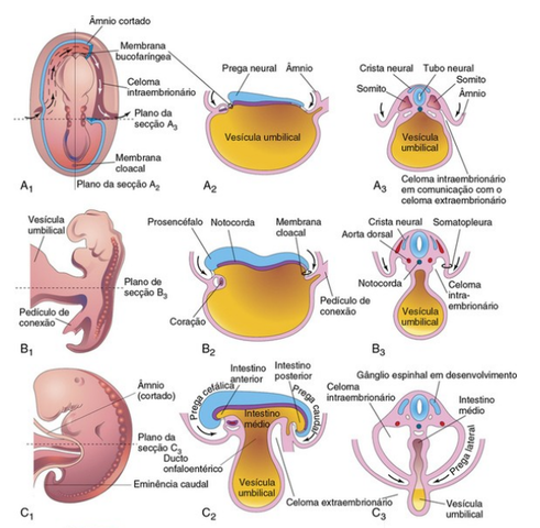 4° semana: Dobramento do embrião