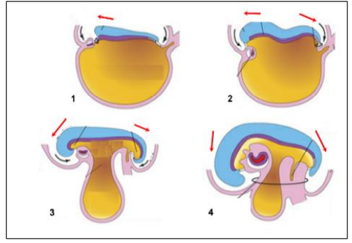 Dobramento no plano mediano