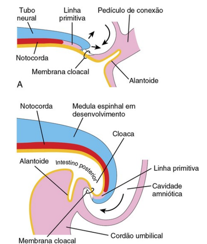 Prega caudal III