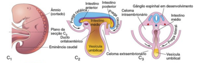 Dobramento do embrião no plano horizontal