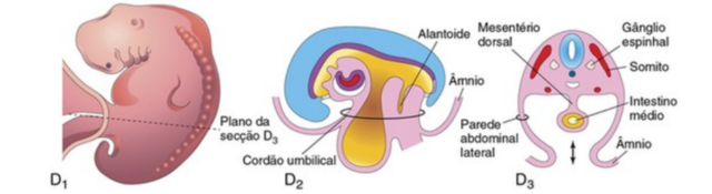Dobramento do embrião no plano horizontal II