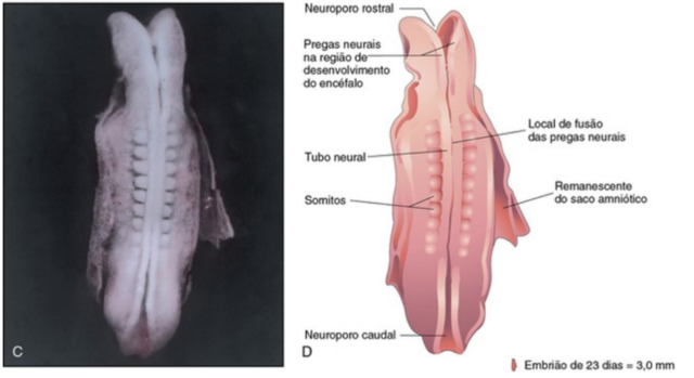 Dobramento do embrião no plano horizontal III