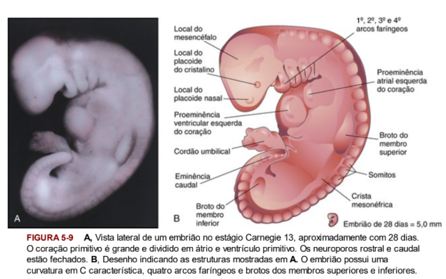 26 dias a 28 dias II