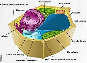 Aparecimento das primeiras Células Eucarióticas
