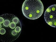 Primeiros Organismos multicelulares