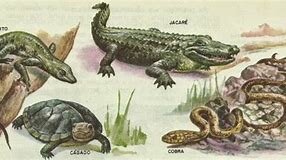 Conquista do meio terrestre