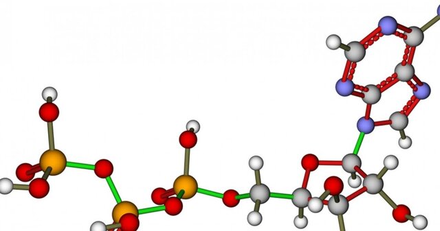 Descubrimiento que se Ordenan Nucleótidos.