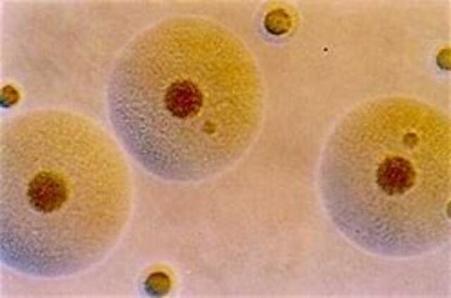 Científicos norteamericanos