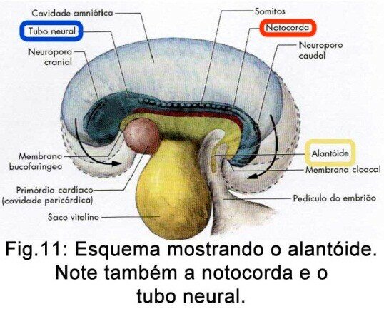 Alantóide