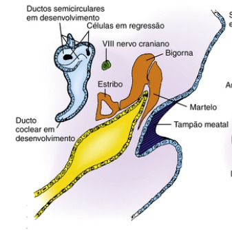 Desenvolvimento do meato acústico e ouvido interno (6° semana)