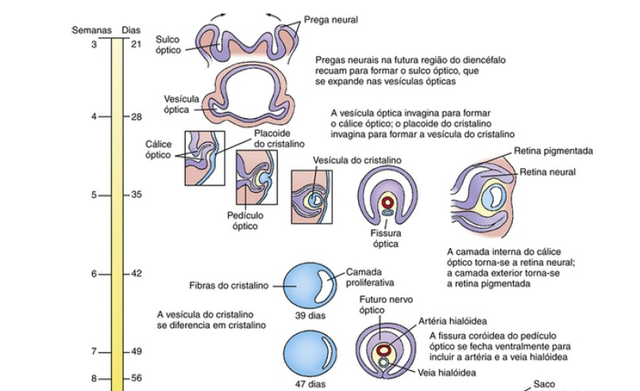 Detalhes da formação da retina do embrião (6° semana)