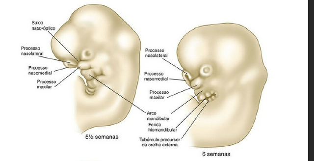 Crescimento da cabeça e desenvolvimento da face (5° semana)