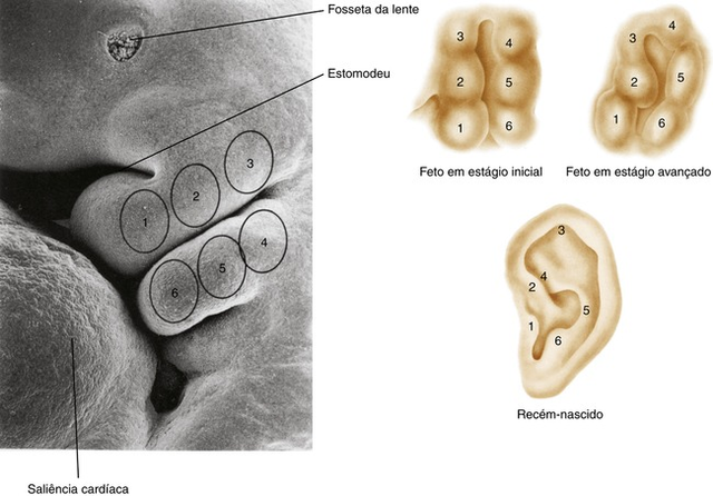 Formação da aurícula (6° semana)