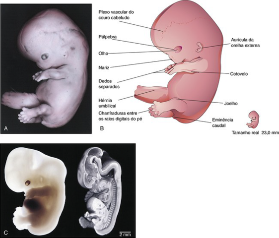 Início da 8ª Semana