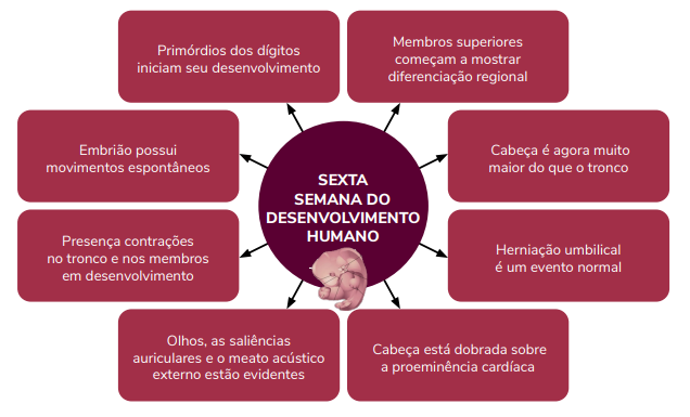 Mapa Mental: Fluxograma da 6° semana do desenvolvimento