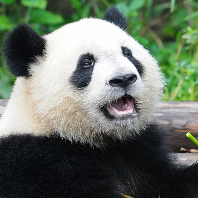 Timeline: Adriana: Half a decade of panda love, fashion estrenando, karaoke singing, and doing bad ass work at NFG