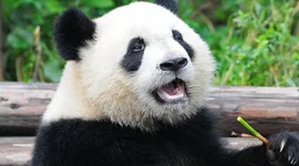 Timeline: Adriana: Half a decade of panda love, fashion estrenando, karaoke singing, and doing bad ass work at NFG