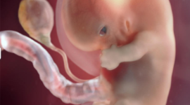 Timeline: 7ª e 8ª Semana Do Desenvolvimento Embrionário