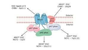 Granulomatosis crónica