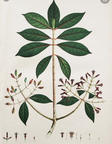 Exportación de añil colombiano