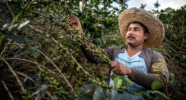 BONANZA CAFETERA EN COLOMBIA