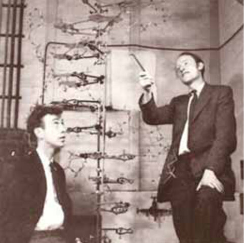 James Dewey Watson y Francis Harry Compton Crick