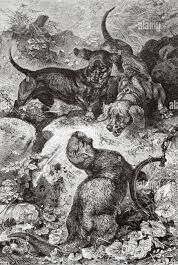 Restricción a la explotación animal en la republica mexicana