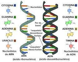Dogma central de la Biología Molecular.