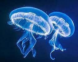 Surgimiento del Sistema Nervioso (600 millones de años atrás)