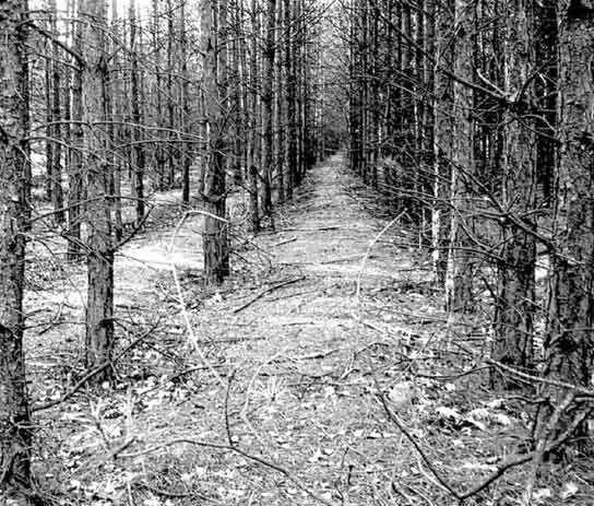 Ley forestal de 1984