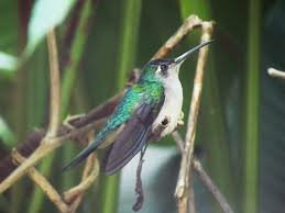 Creación del Comité Mexicano para la protección de las aves silvestres