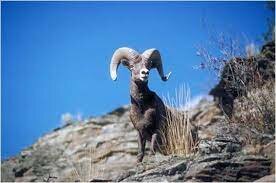 Tratado para la Protección de Aves Migratorias y Mamíferos Cinegéticos