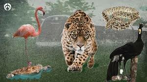 Ley General de Vida Silvestre