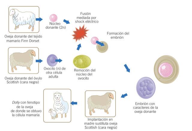 Clonación del primer mamífero