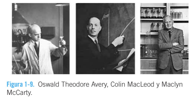 Oswald Theodore Avery, Colin MacLeod y Maclyn McCarty