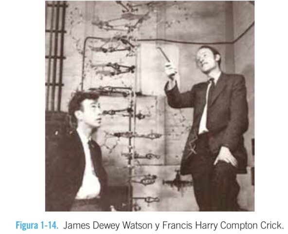 Mathew Stanley Meselson y Franklin Stahl